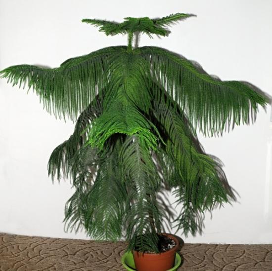 araukaaria