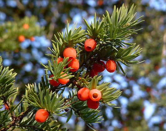 amenotaxus