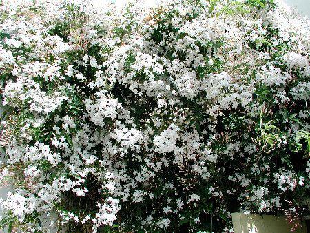 jasmiin officinalis