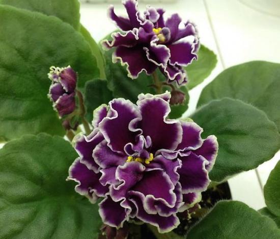violetne Le Brion 