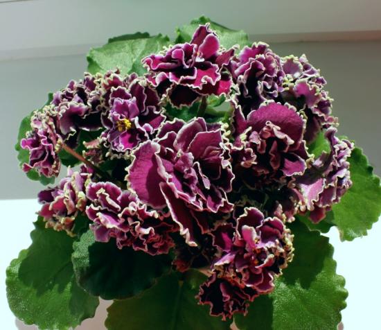 violetne Le Brion 