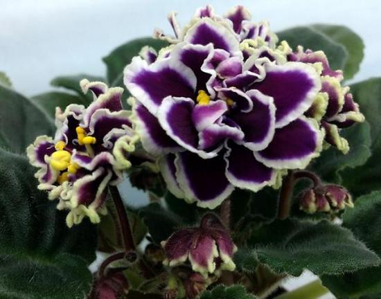 violetne Le Brion 