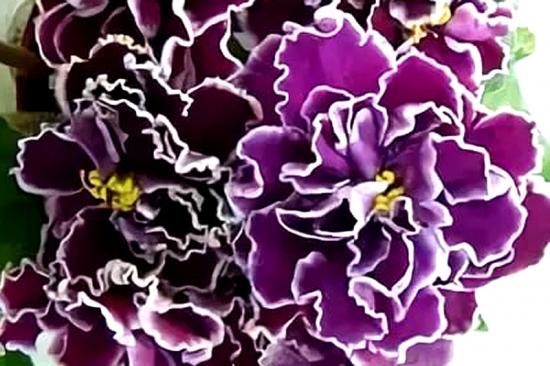 violetne Le Brion 