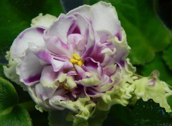 violetne Le Brion Sport