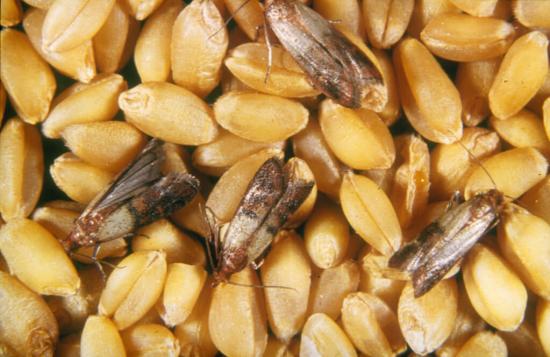 sünnimärk