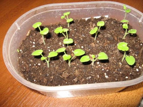 pelargoonium seemnetest