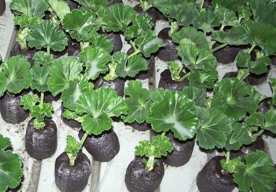 pelargoonium pistikutest