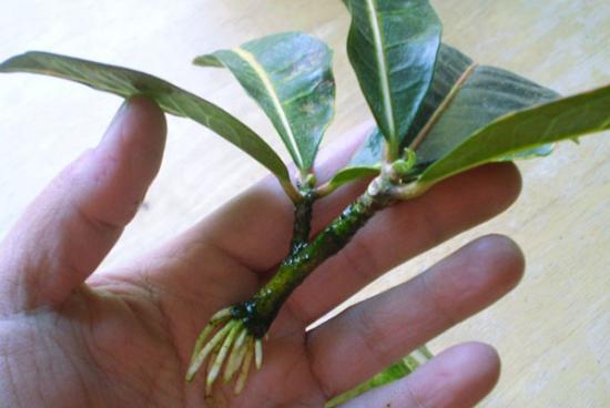 Crotoni siirdamine