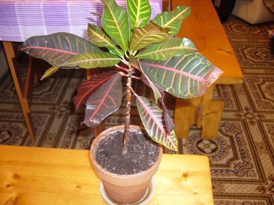 Crotoni siirdamine