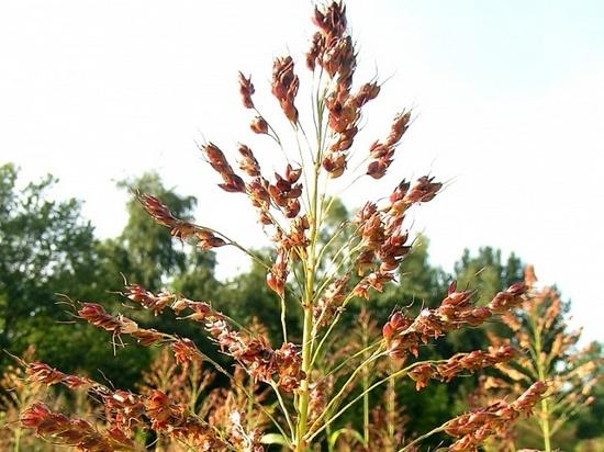 kasvatatud sorgo