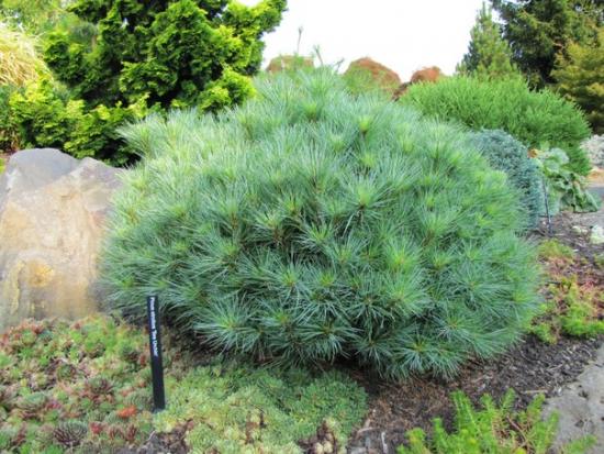 radiata
