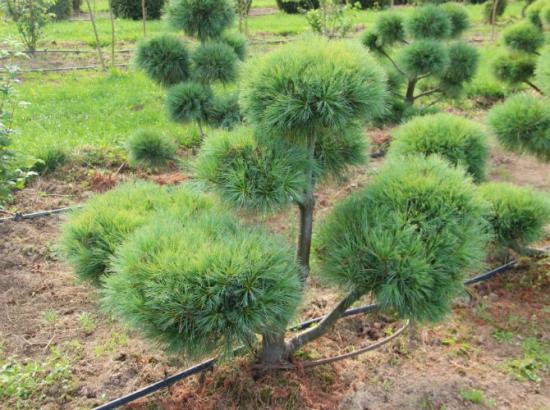radiata
