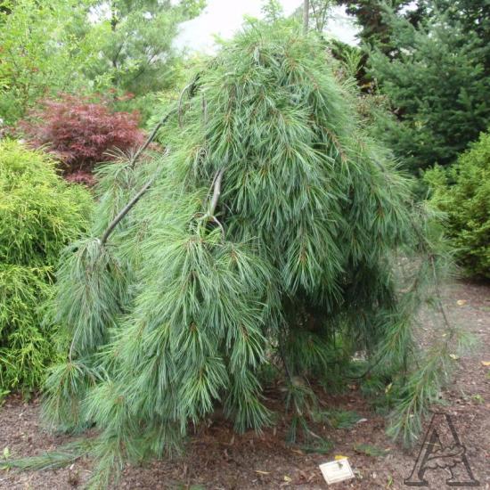 Pendula
