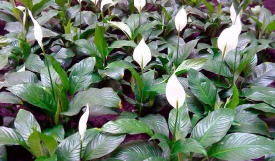 rikkalikult õitsev spathiphyllum
