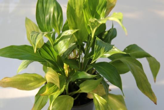 spathiphyllum'i lehed muutuvad kollaseks