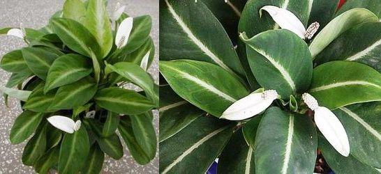 spathiphyllum võluv