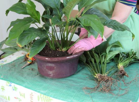 spathiphyllum'i siirdamine