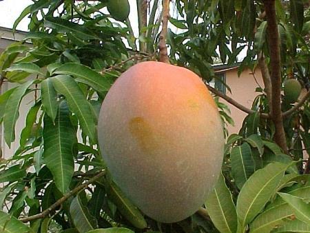 mango puuvili
