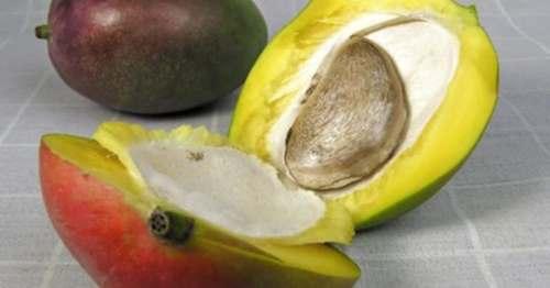 mango kasvatamine seemnest