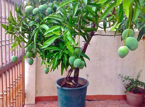 kui mango õitseb