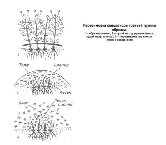 klematise pügamine