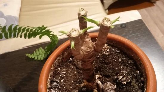 dracaena noorendamine