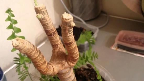 dracaena noorendamine