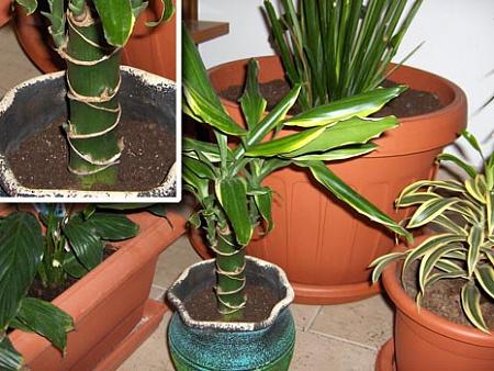 dracaena noorendamine