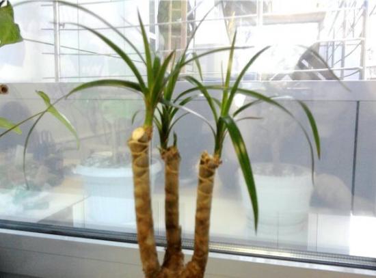 Dracaena lehed langevad
