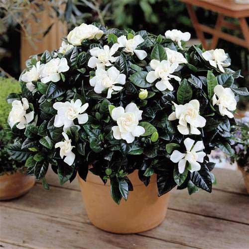 gardenia