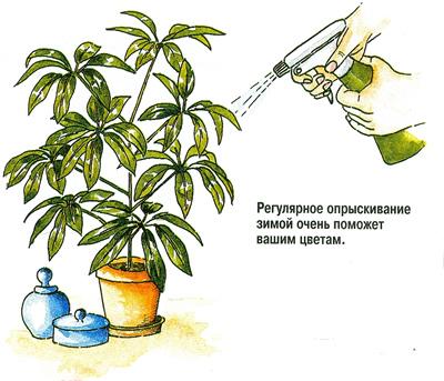 pielęgnacja gardenii
