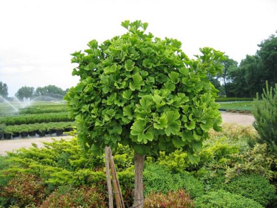 hõlmikpuu biloba