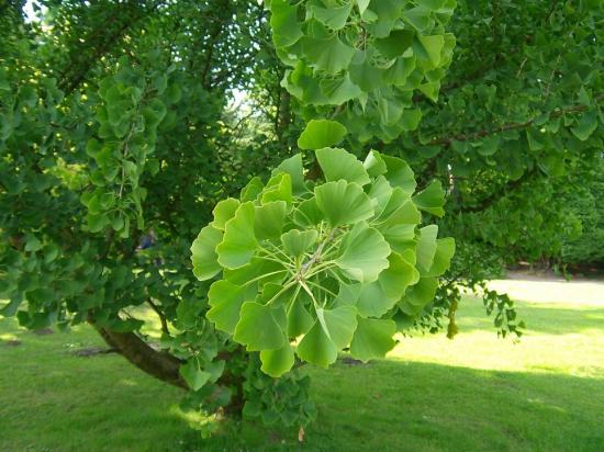 hõlmikpuu biloba