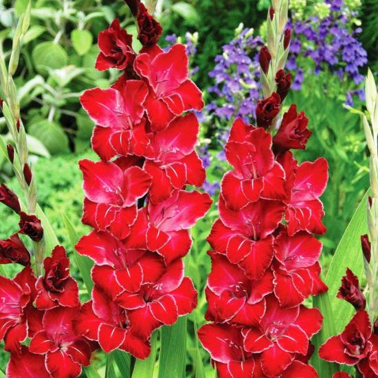 gladiool baccarat