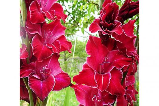gladiool baccarat