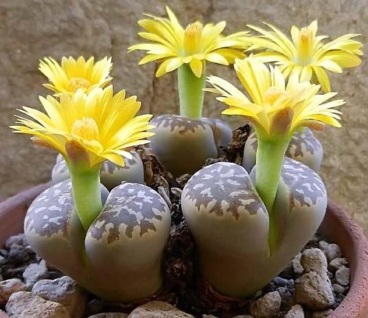 Lithops
