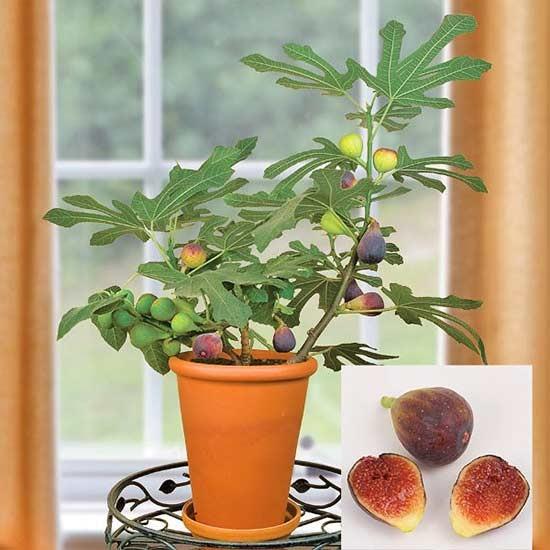 ficus