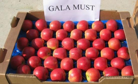 แอปเปิ้ล Gala พันธุ์โปแลนด์