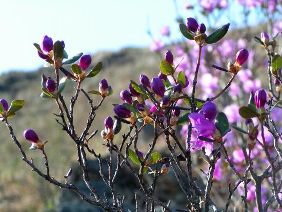 Rododendron Ledeboura