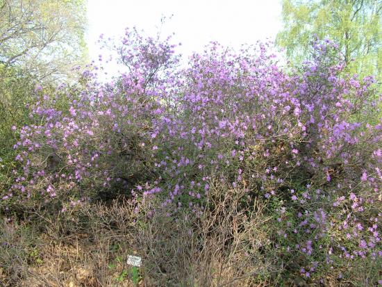 Rododendron Schlippenbach