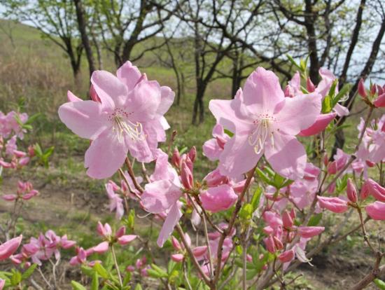 Rododendron Schlippenbach