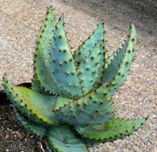 aaloe Marlota