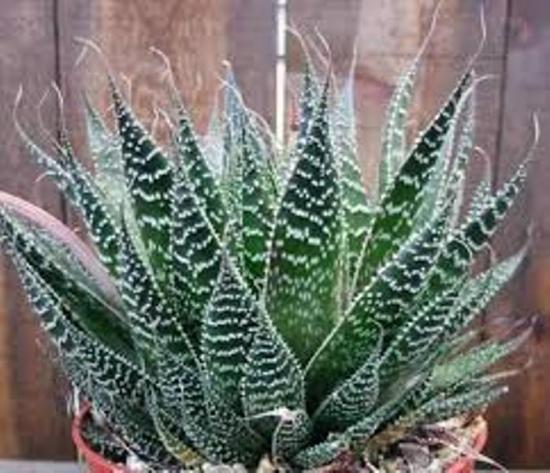aaloe kirju