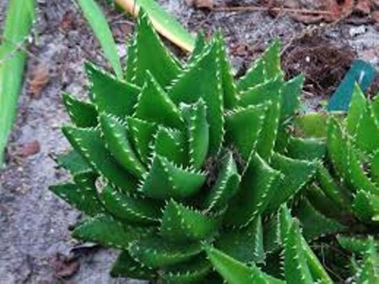 aaloe mütsikujuline