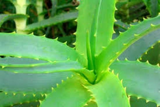 Aloe Vera