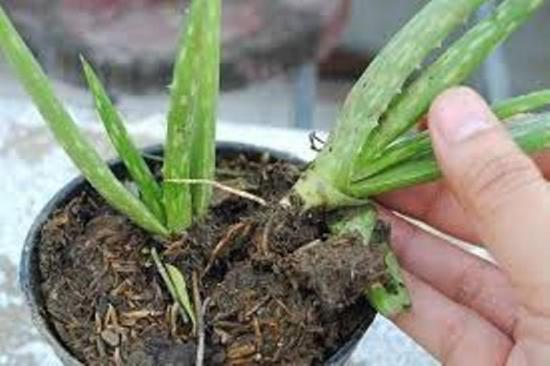 aaloe siirdamine