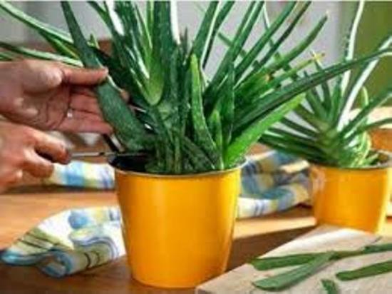 aaloe pügamine