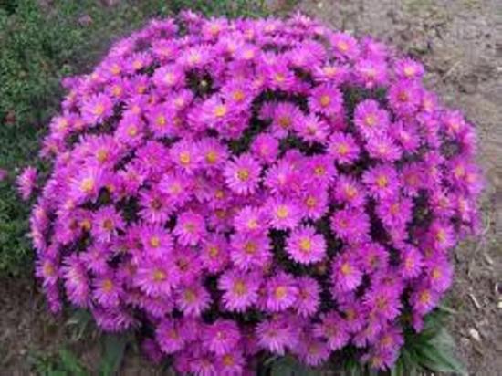 Astra Novobelgian