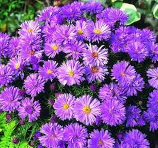Astra Novobelgian
