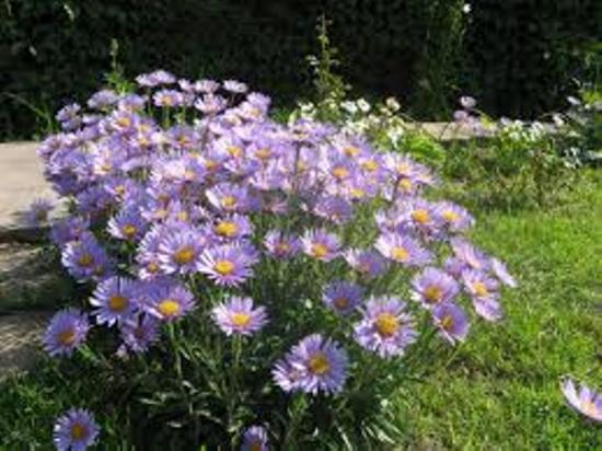 Astra Novobelgian